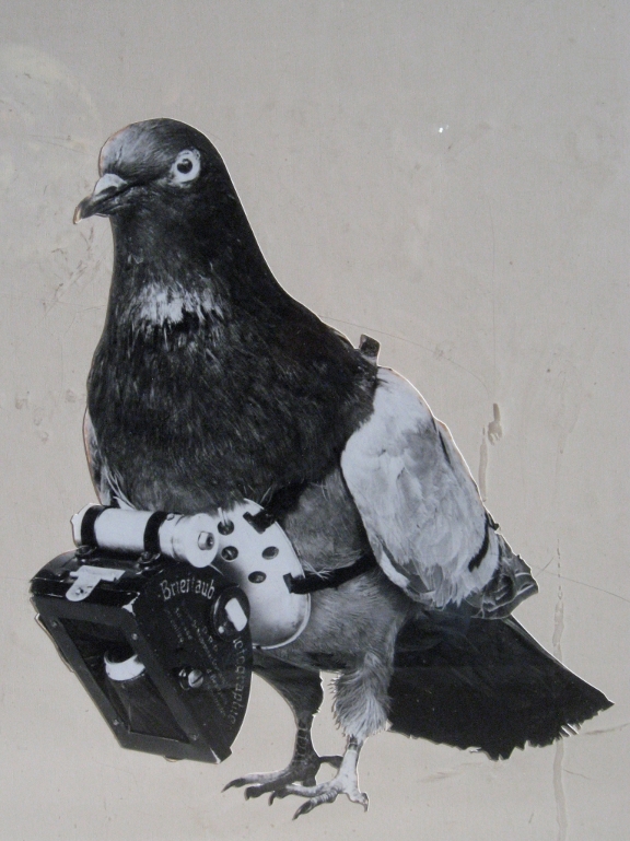 pigeon with a camera attached